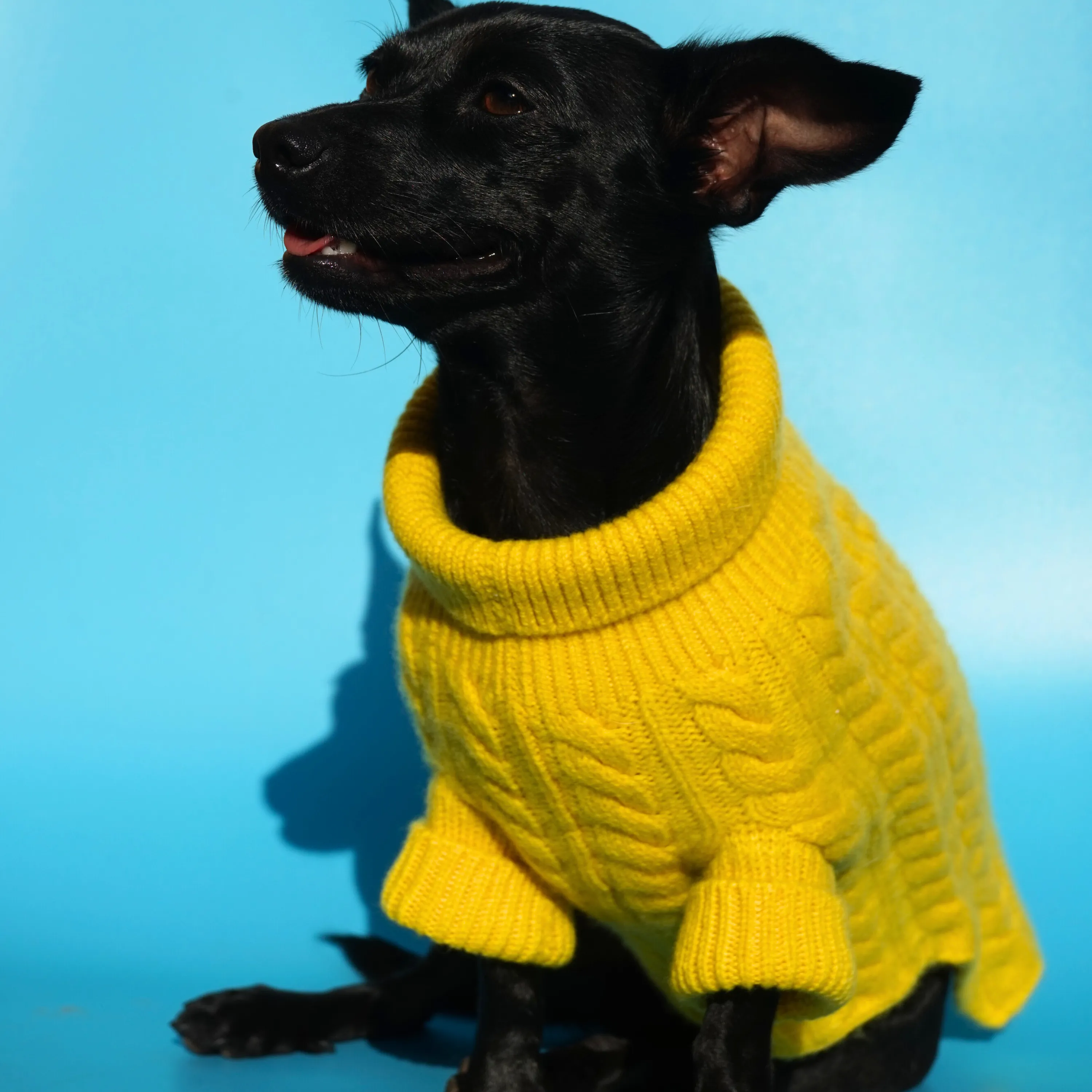 Cashmere Cable Knit Sweater