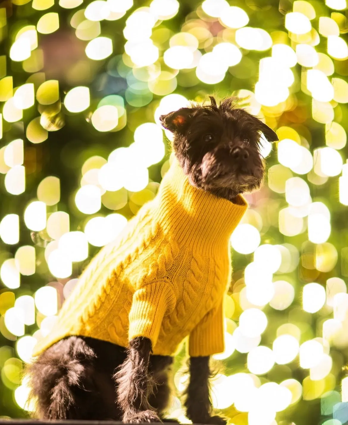Cashmere Cable Knit Sweater
