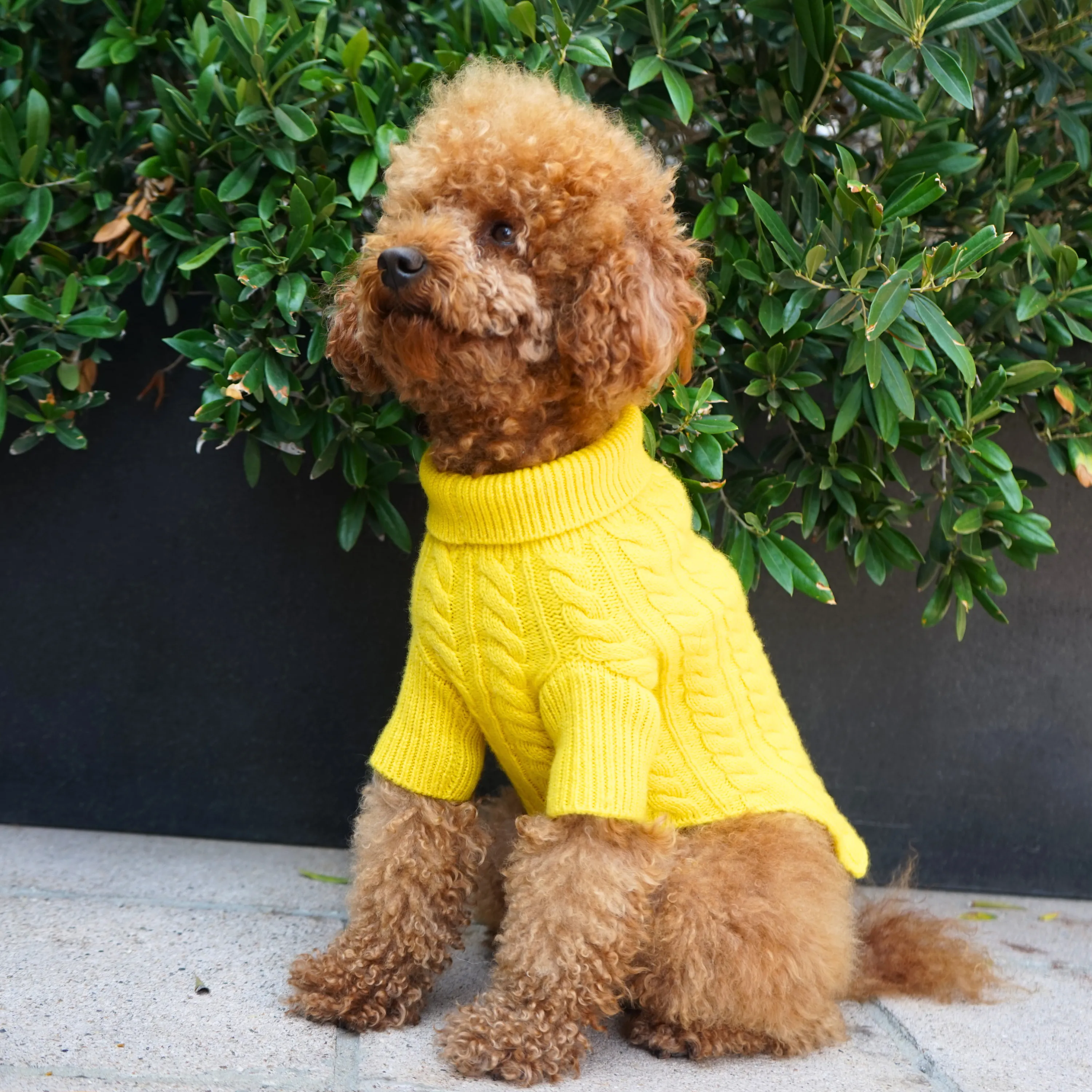 Cashmere Cable Knit Sweater
