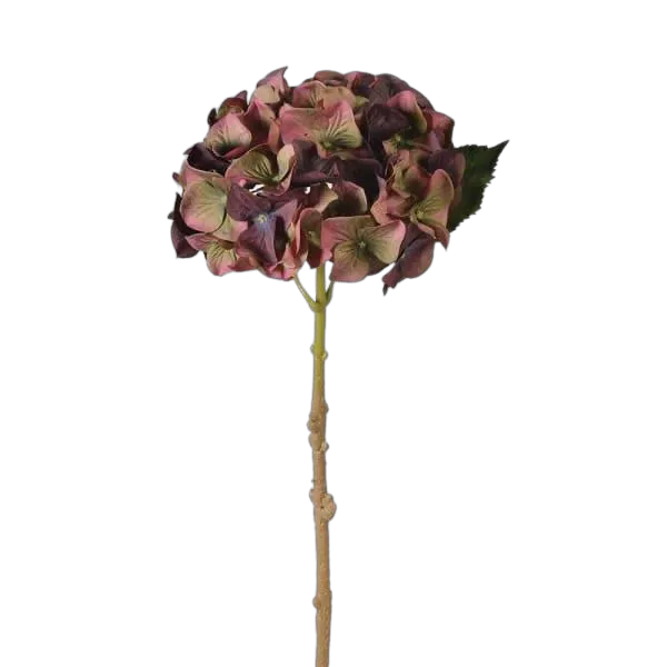 Fig & Olive Hydrangea